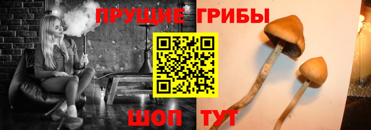 Карпинск  Галлюциногенные грибы прущие грибы  Вход с VPN  как найти   Галлюциногенные грибы прущие грибы 